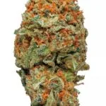 AK 47 strain
