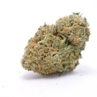 Blueberry Widow Strain