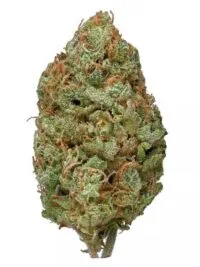 Bubble Gum strain