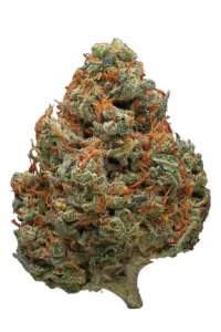 Durban Poison strain