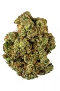 G13 strain
