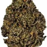 Gelato Cookies strain