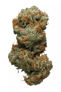 Grapefruit Strain