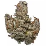 Hindu Kush Strain