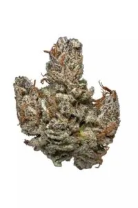 Hindu Kush Strain