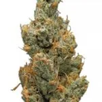 juicy fruit strain