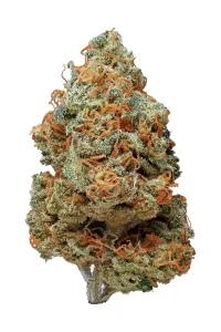 Vanilla Kush strain